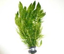 水草　マツモ　5本　※バラ売り水草は4点まで同梱可能(ネコポス)　金魚藻