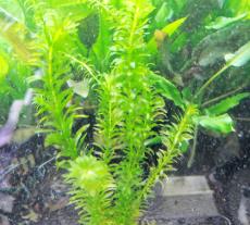 水草　アナカリス　10本　※バラ売り水草は4点まで同梱可能(ネコポス)　金魚藻　オオカナダモ
