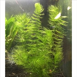 水草　マツモ　5本　金魚藻