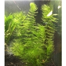 水草　マツモ　5本　金魚藻